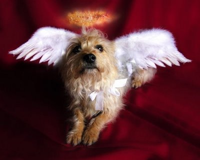 Dog Angel