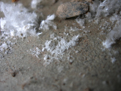 Pollution Deposits