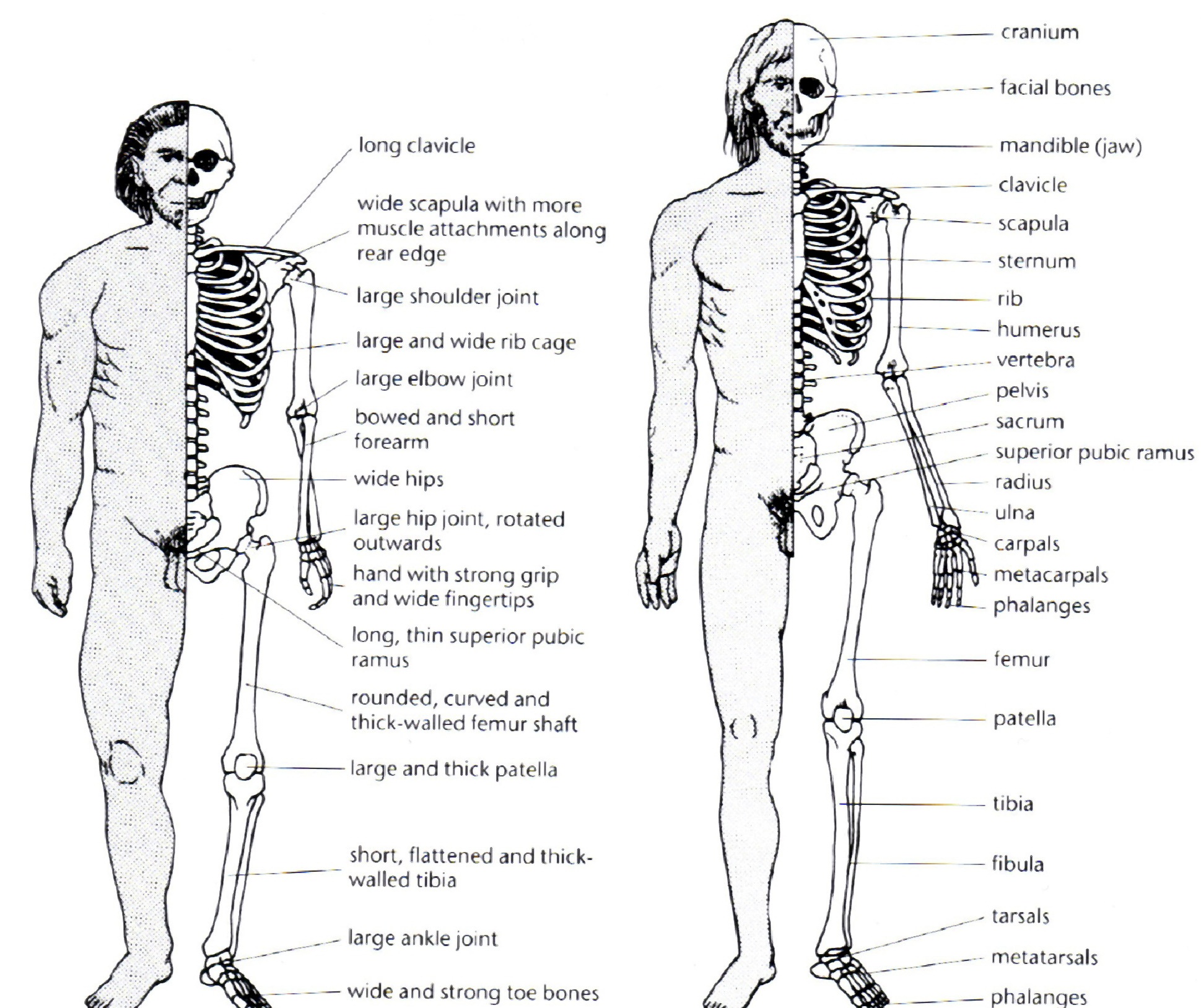 Neanderthals and Cro-magnons