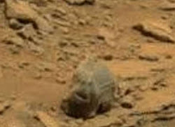 Mars Alien Skull