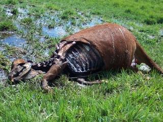 Cattle Mutilation
