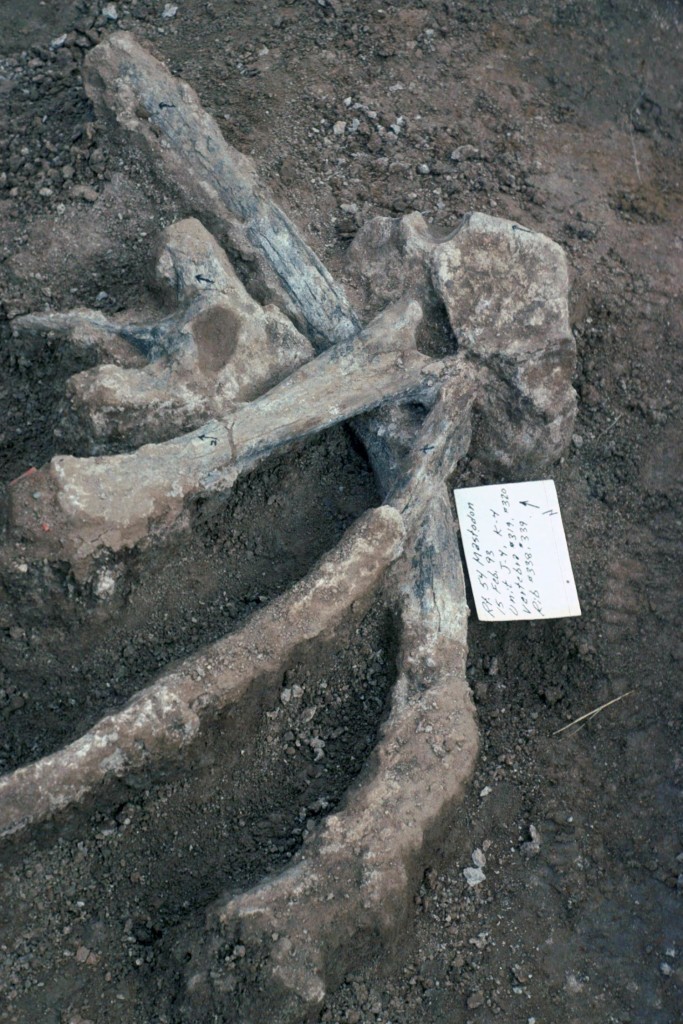 Bones from 115,000 Years Ago