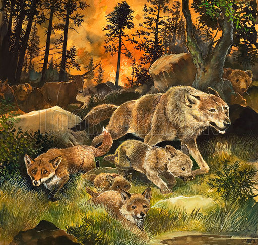 Animals Fleeing Forest Fire