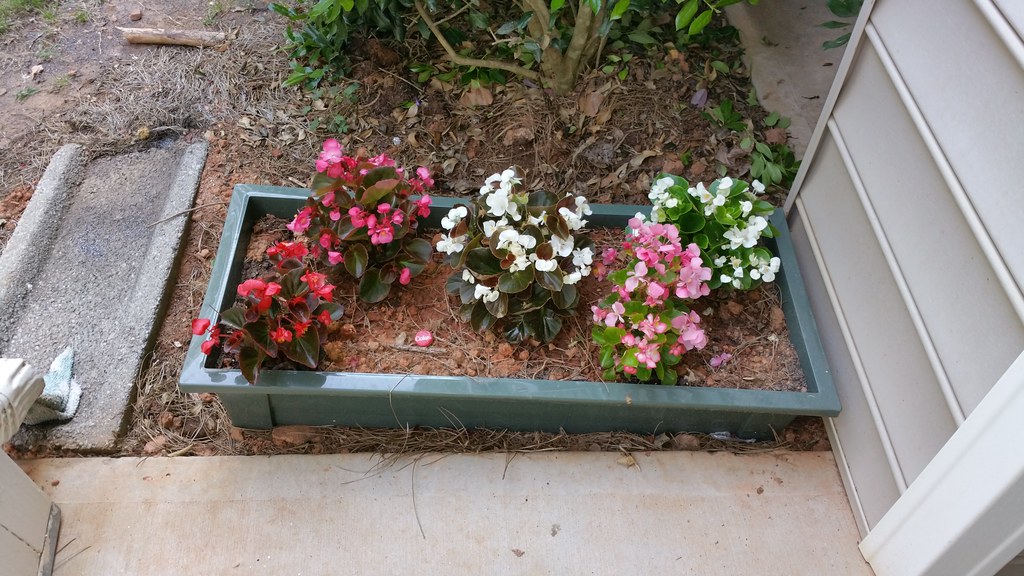 Flowers on Patio