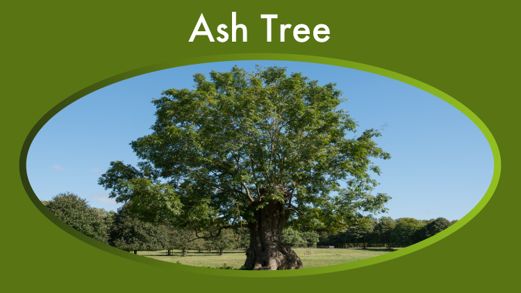 Ash Tree