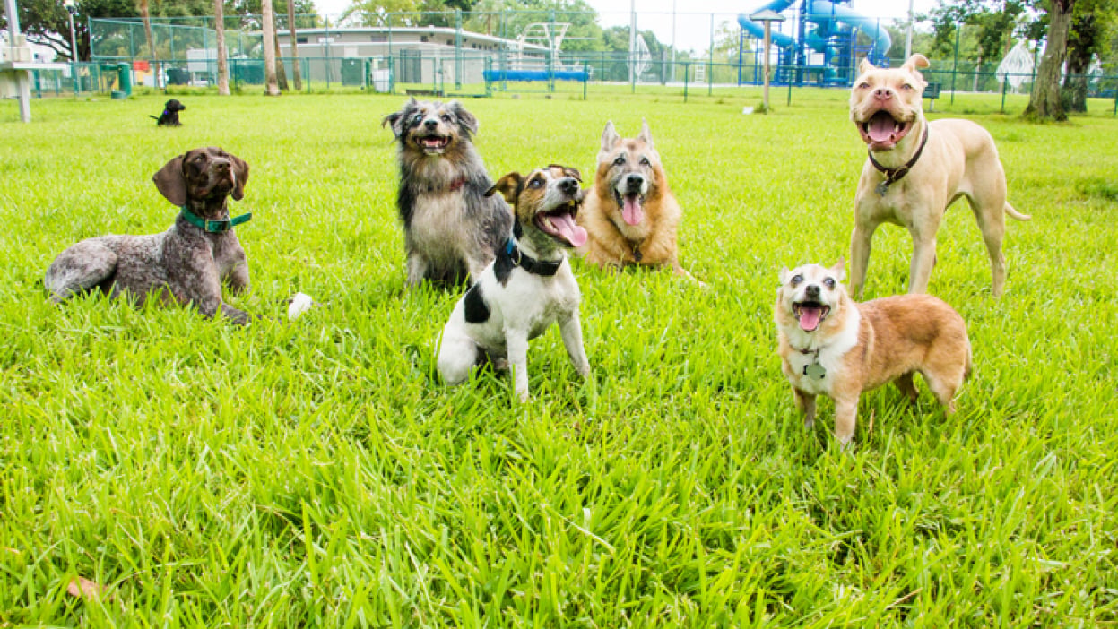 Dogs