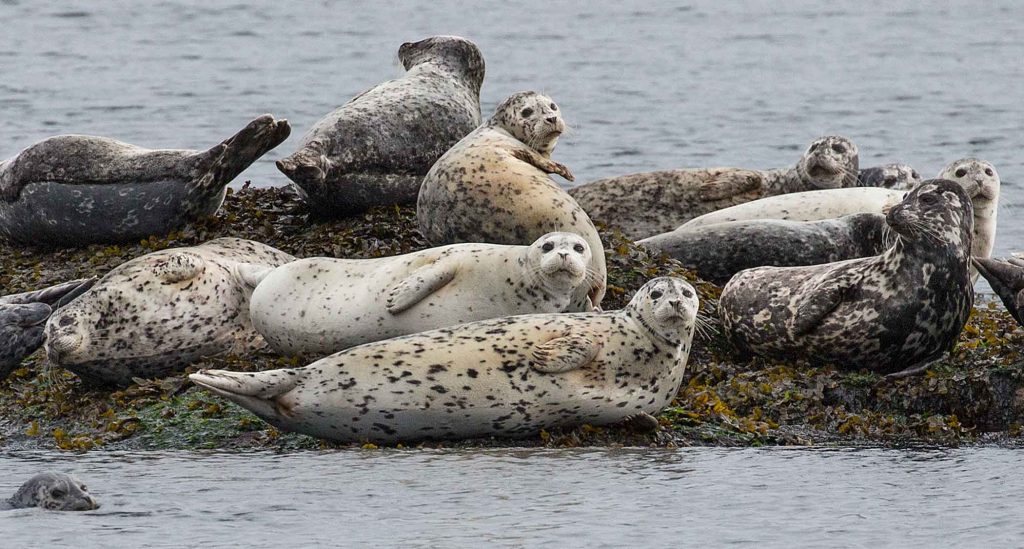 Seals