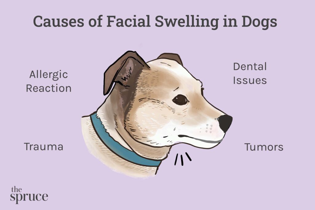 Dog swollen mouth