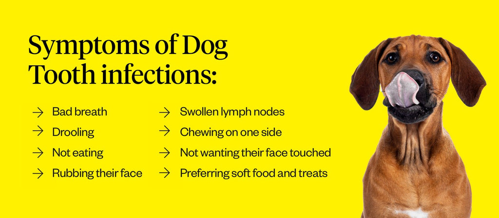 Dog Tooth Infection