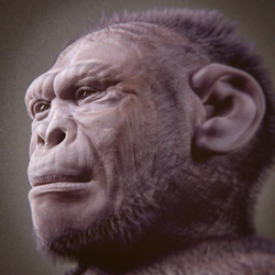 Homo hablis