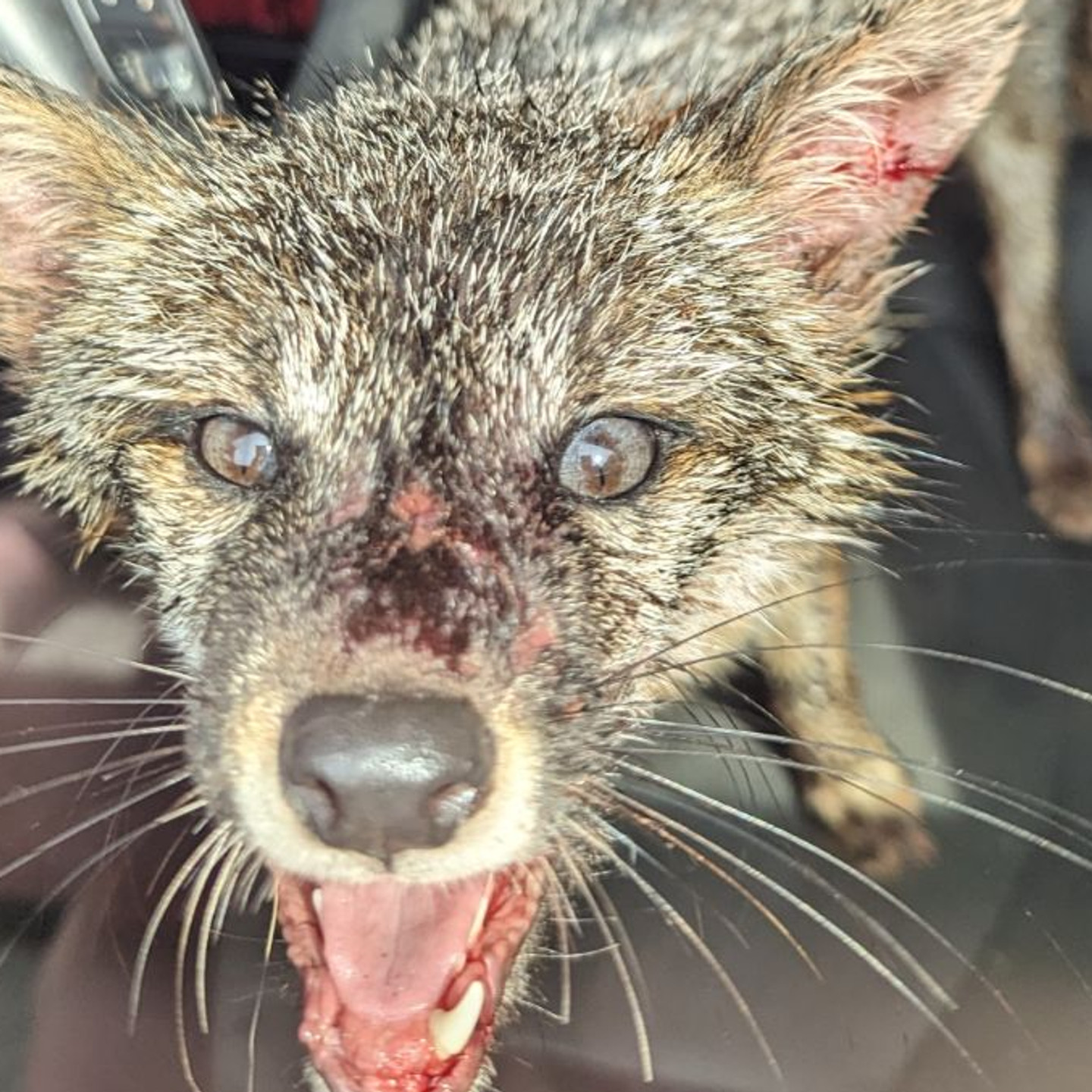 Rabid Fox