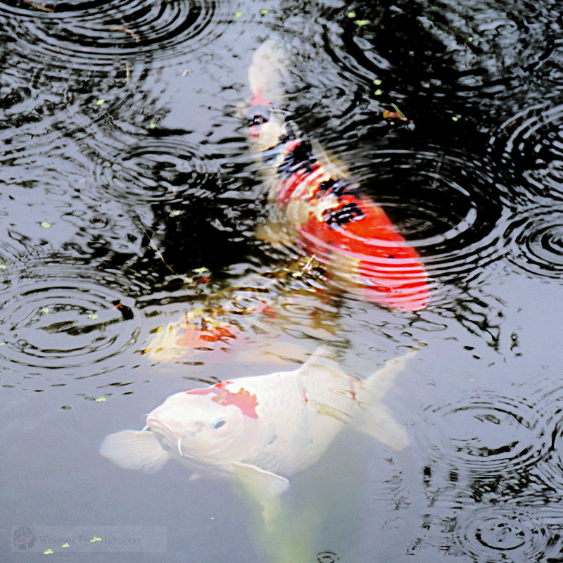 Fish Pond