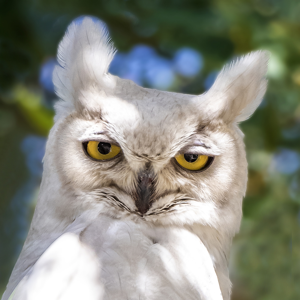 White Owl