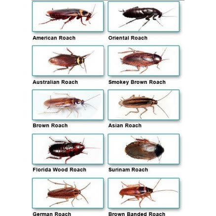 Types of Cockroaches