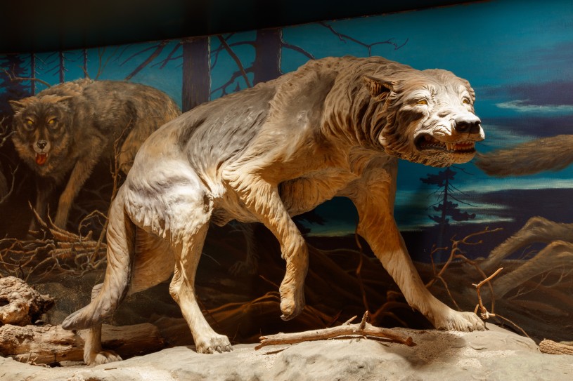 Dire Wolf