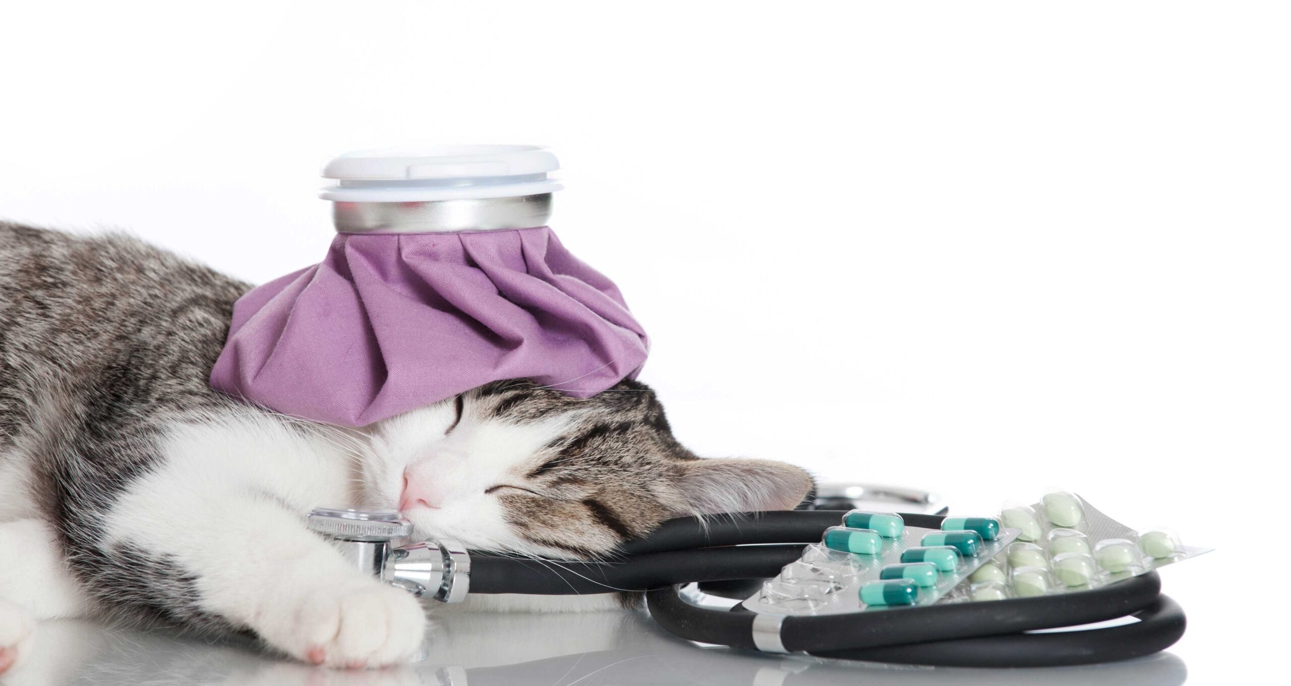 Sick Cat