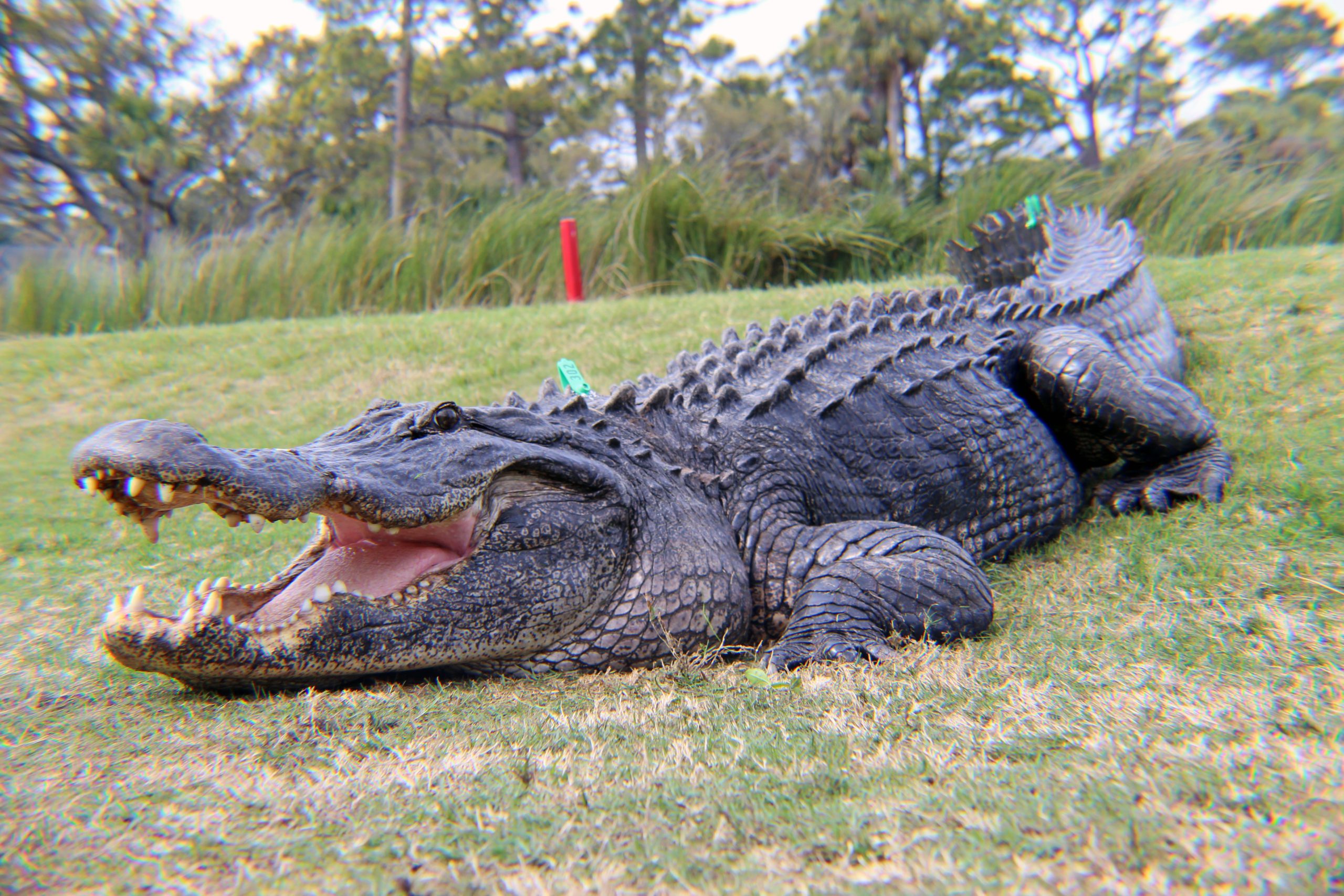 Alligator