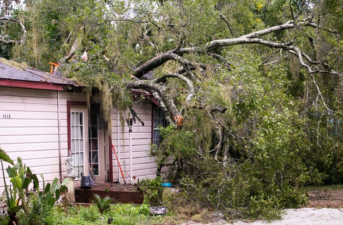 Tree on Florida house